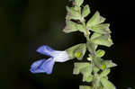 Azure blue sage